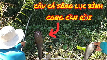 Câu Cá Rô Trê, Câu Cá Sông Lục Bình Miền Tây Dính Toàn Cá Ngon