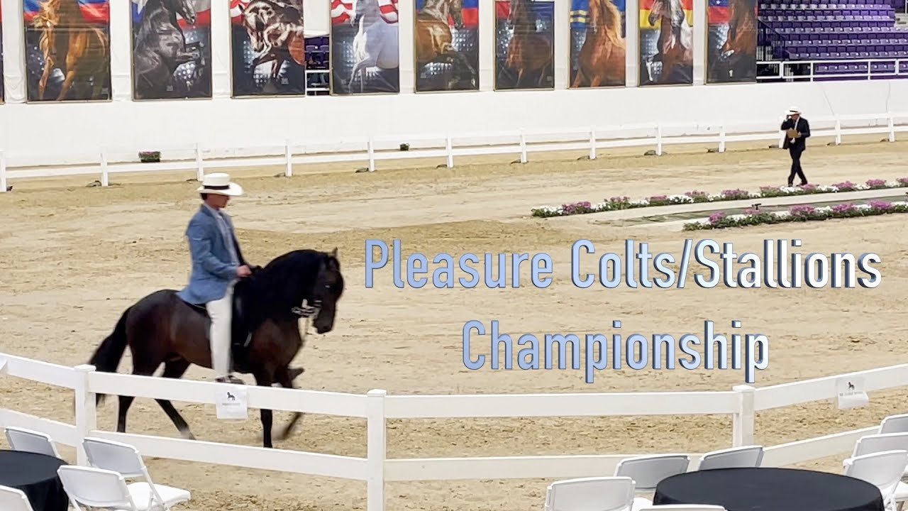 Pleasure Colts/Stallions Championship 2023 Paso Fino Horse Show