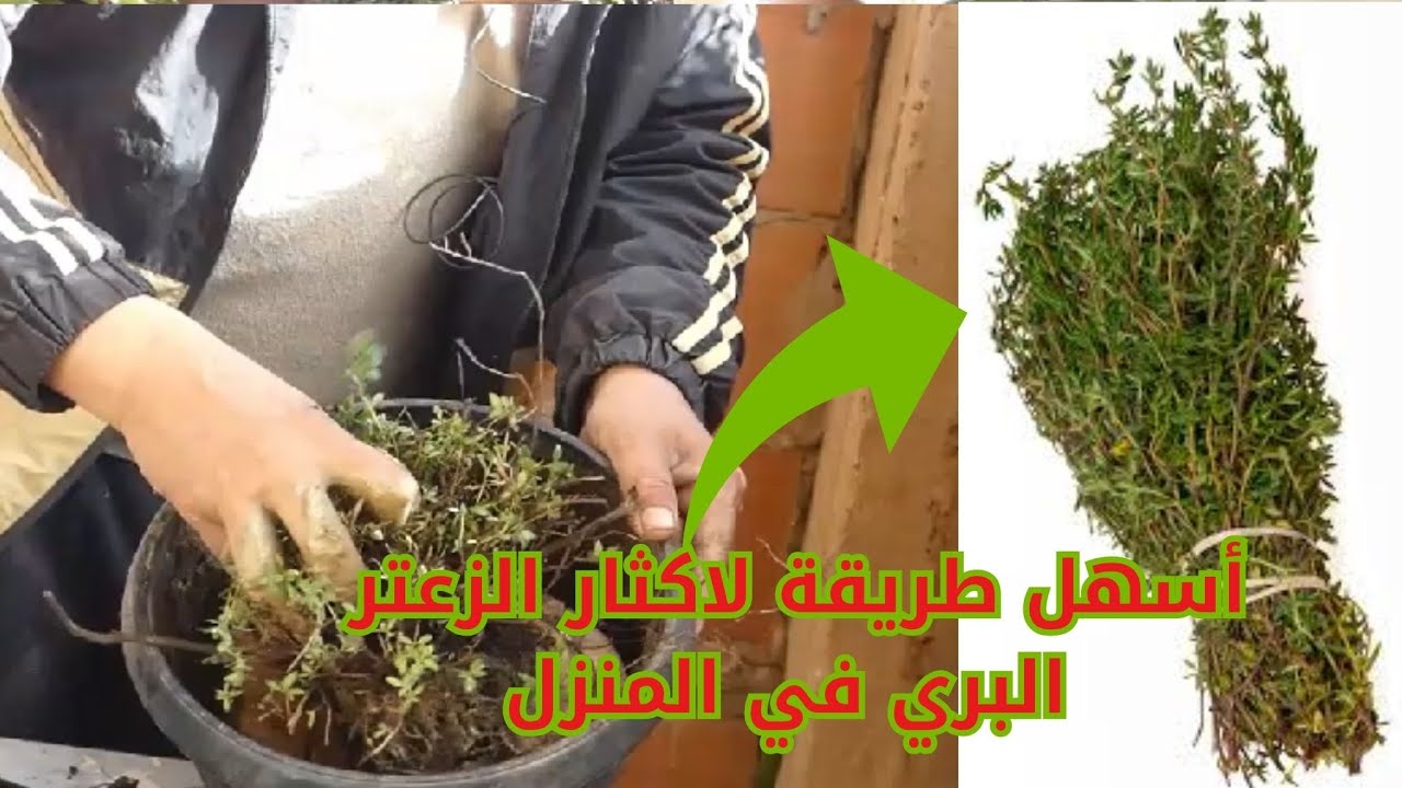 أسهل طريقة لاكثار الزعتر البري في المنزل - Wild thyme plant .#قناة_الظهرة_الفلاحية