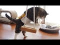 キウイフルーツのせいでなかなかブランコに乗れなかったねこ。-Maru could not get on the swing easily because of kiwi.-