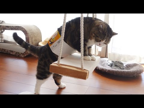 キウイフルーツのせいでなかなかブランコに乗れなかったねこ。-Maru could not get on the swing easily because of kiwi.-