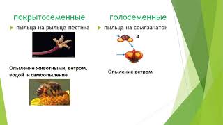 Сравнение голосеменных и покрытосеменных растений