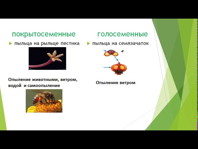 Жизненный цикл голосеменных и покрытосеменных. Жизненный цикл покрытосеменных растений. Игра Голосеменные и Покрытосеменные. Голосеменные и Покрытосеменные видео.