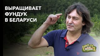 Выращивает фундук в Беларуси «Я из деревни». д. Рагозы