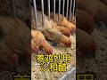 Crazy Chicken Feeding Frenzy! 🐓🔥 Watch Them Fight for Food 😳🍚 #shorts #farming #animals #trending