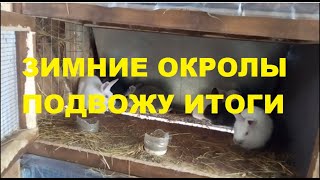 КРОЛИКИ. ЗИМНИЕ ОКРОЛЫ. ИТОГИ