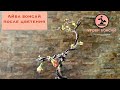 Айва бонсай после цветения. A Bonsai Miracle! Witness Nature&#39;s Incredible Gift After Blooming