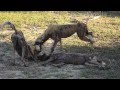 Essential Destinations - Selous G.R. - Lake Manze Wild Dogs 