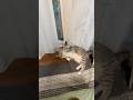 カーテンに絡まる保護猫と外から見つめる柴犬 #保護猫と暮らす #柴犬のいる暮らし #ほごねこ