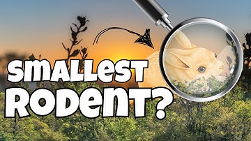 The World’s Smallest Rodent | Animal Spotlight