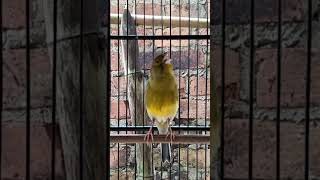 Download Lagu KENARI malas bunyi, Terapi untuk kenari masteran canary #canarysingtraining #kanareyka #canário MP3