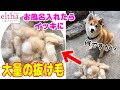 【かわいい犬】全部抜け毛!?「お風呂入れたらイッキに抜けました」何食わぬ顔で佇む柴犬のおとぼけ顔