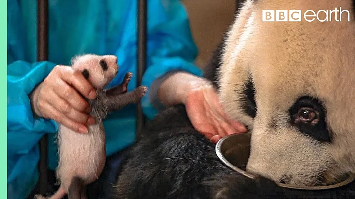 Panda Doesn't Realise She's Had Twins! | BBC Earth - DayDayNews
