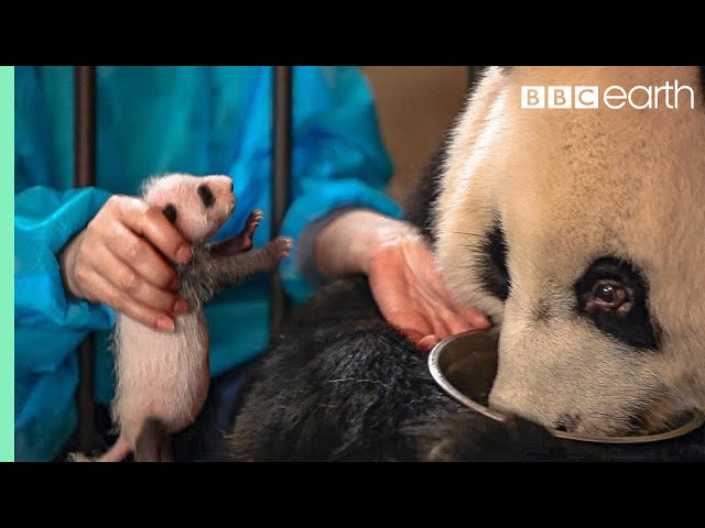 Panda Doesn't Realise She's Had Twins! | BBC Earth class=