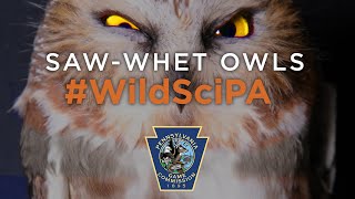 Northern Sawwhet Owl #WildSciPA