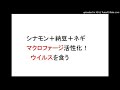 シナモン＋納豆＋ネギ最強説。マクロファージ活性化し免疫力UPし血液サラサラ若返り長寿食