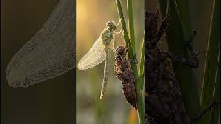 👉 “This dragonfly lived underwater for 2 YEARS… but learned to fly in just 4 HOURS 😳” #nature