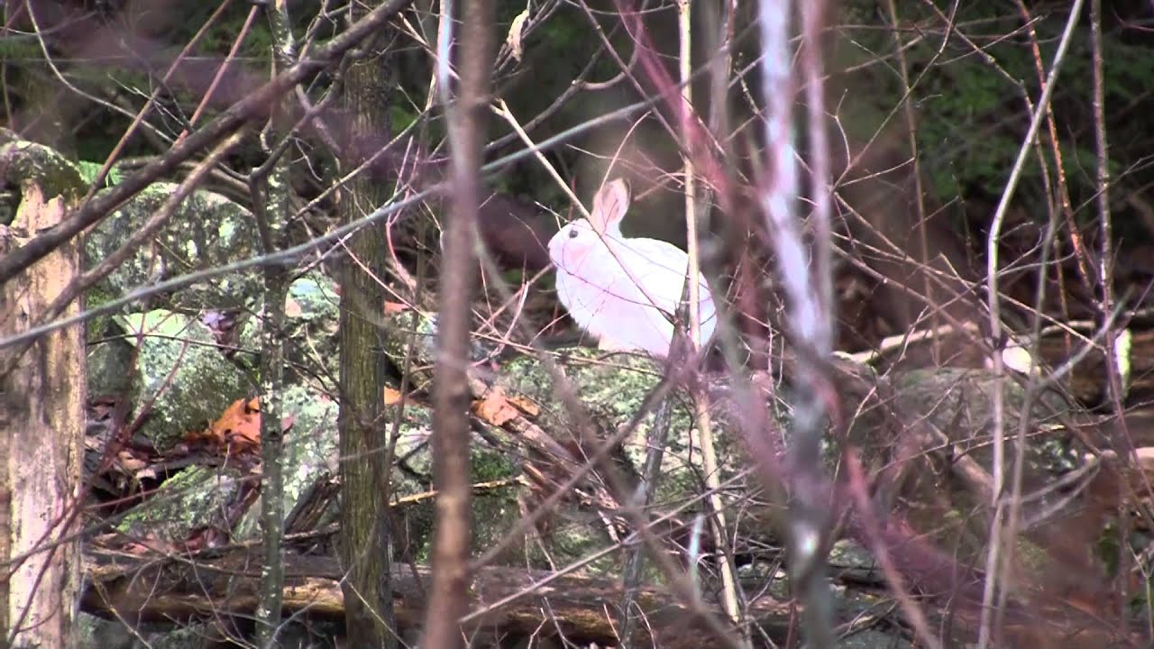 New Hampshire Snow Shoe Hare YouTube