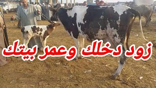 استغل موسم الربيع واشتري بقره  ولده تفتح ليك البيت النهارده مصاريف البيت ربنا اللي يعلم بيها