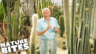 David Attenborough: The Fascinating Life Cycle of Desert Plants | Nature Bites screenshot 5