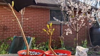 Digging Out and Potting Up Norway Maple #5 and #6 - April 2022