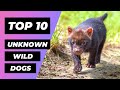 Top 10 wild dogs you didnt know existed  1 minute animals