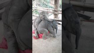 Baby Elephant Are Too Cute Take care of brother  #shorts  #short  #shortvideo #cuteelephant