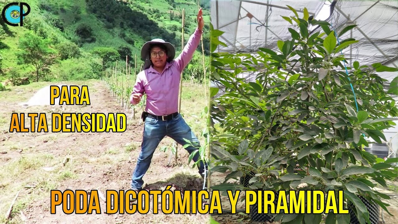 #12.🥑 ¿Cómo Podar Aguacates Sembrados a ALTA DENSIDAD? | SEMBRANDO VIDA | Aguacate HASS