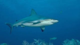Documentaire : Méditerranée le Royaume perdue des Requins
