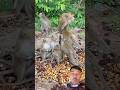 OMG Animals Monkey Shortsfeed Funny Horse Comedy Shorts Xcavator
