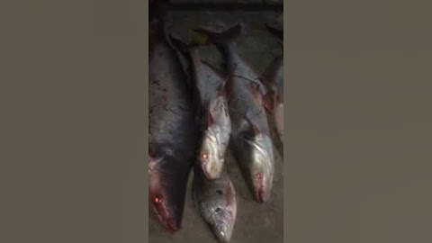 Báo cá tra sông cám R3 nhé #camr1 #camr2 #camr3 #caucatra #catrasong #caucatrasong