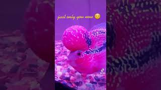 Download Lagu just only me 😑 MP3