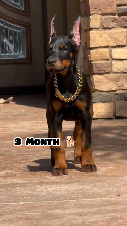 One Month Vs One Year Doberman transformation #doberman #feed #dog #cute #love #pets #puppy