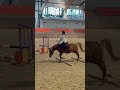 najgorsze uczucie💔 taki strachh #dc #horse #ytshorts #equestrian #fypシ #shorts