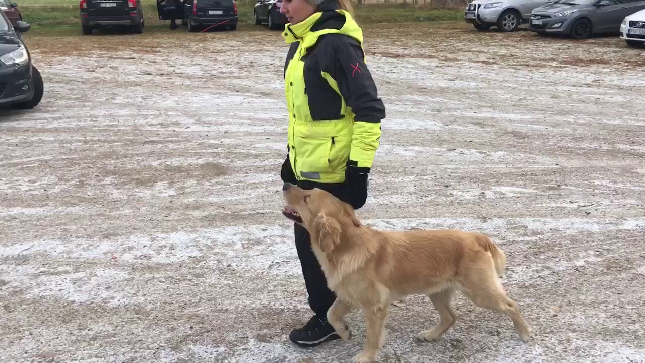 Momenten i startklass, lydnad