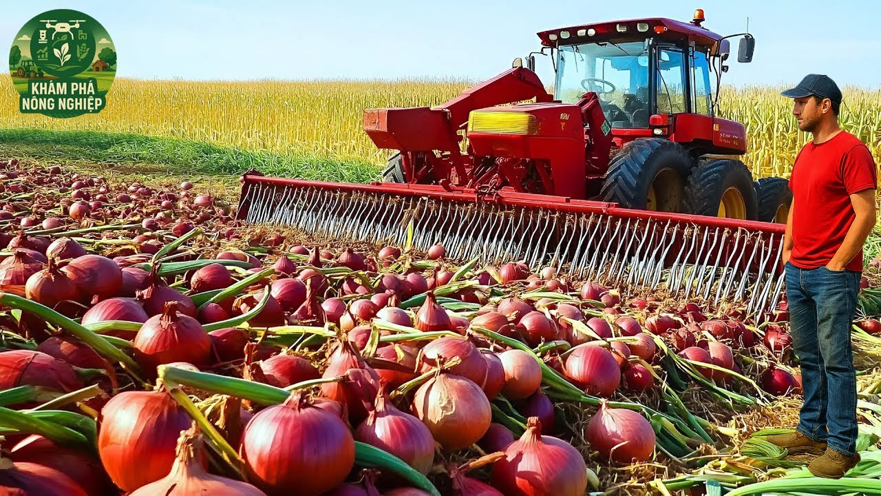 Bí Mật Trang Trại Hành Tây Triệu Đô Ở Mỹ – Quy Trình Trồng & Thu Hoạch Khiến Cả Thế Giới Kinh Ngạc!