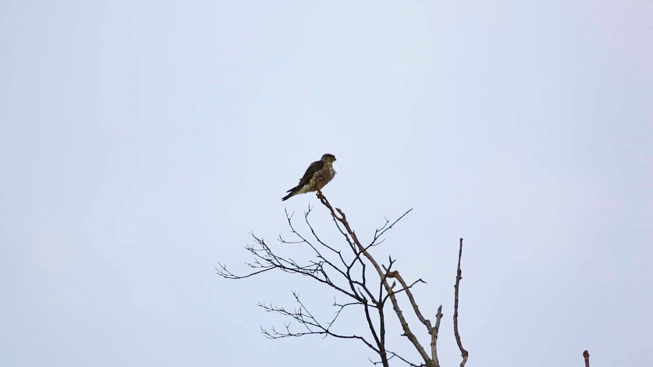 wildlife tea American Kestrel