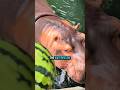 Hippo Ate Watermelon 🍉 in one bite 🤤 #shortvideo #funny #shorts #youtubeshorts #shortsfeed