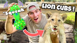 Giving Dog Toys To Lion Cubs ! What Happens ?!