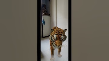 Google 3D TIGER - Looks Thrilling