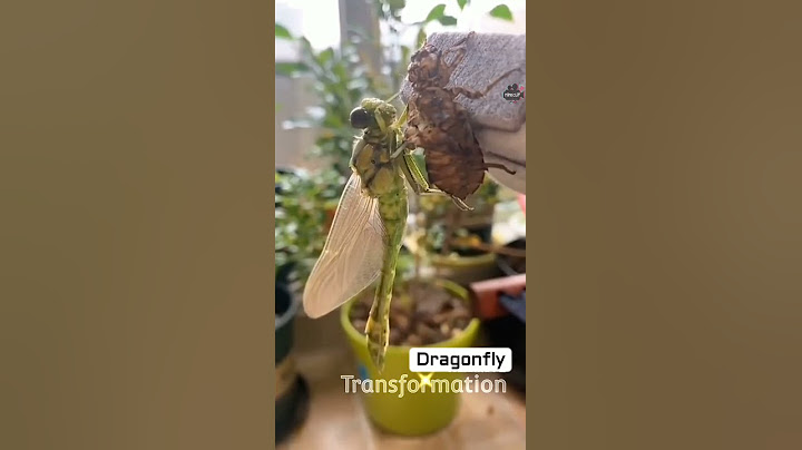 Dragonfly Transformation ☺️ Satisfying fun #Shorts #mineclip #challenge #dragonfly