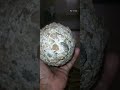 Rare Unique Egg Shape Granite Cluster 
