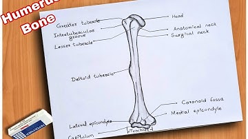 How To Draw Humerus Bone // Humerus Bone Drawing easy Step By Step for Beginners
