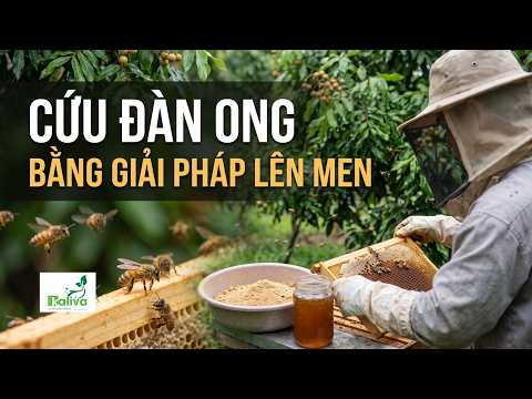Cùng sống xanh 167: Đi lan tỏa giải pháp IMO phát hiện cách chữa bệnh tiêu chảy cho ong
