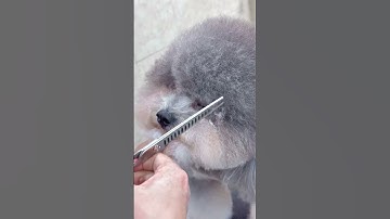 MỘT SIÊU PHẨM NỮA ĐÃ RA ĐỜI ❤️ #viralvideo #short #trending #video #funny #youtubeshorts