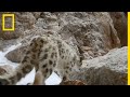 La panthère des neiges, reine d'un royaume en altitude