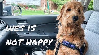 ANNOYING REALITY OF HAVING A SERVICE DOG