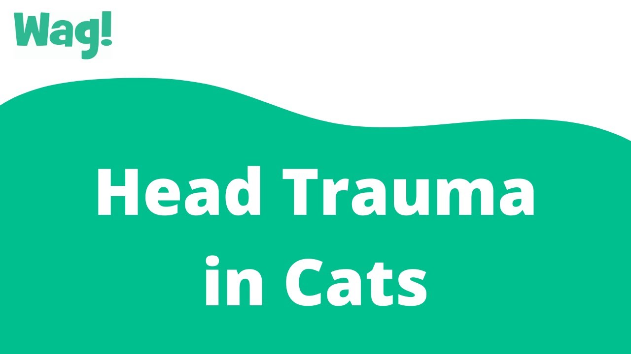 Head Trauma in Cats Wag! YouTube