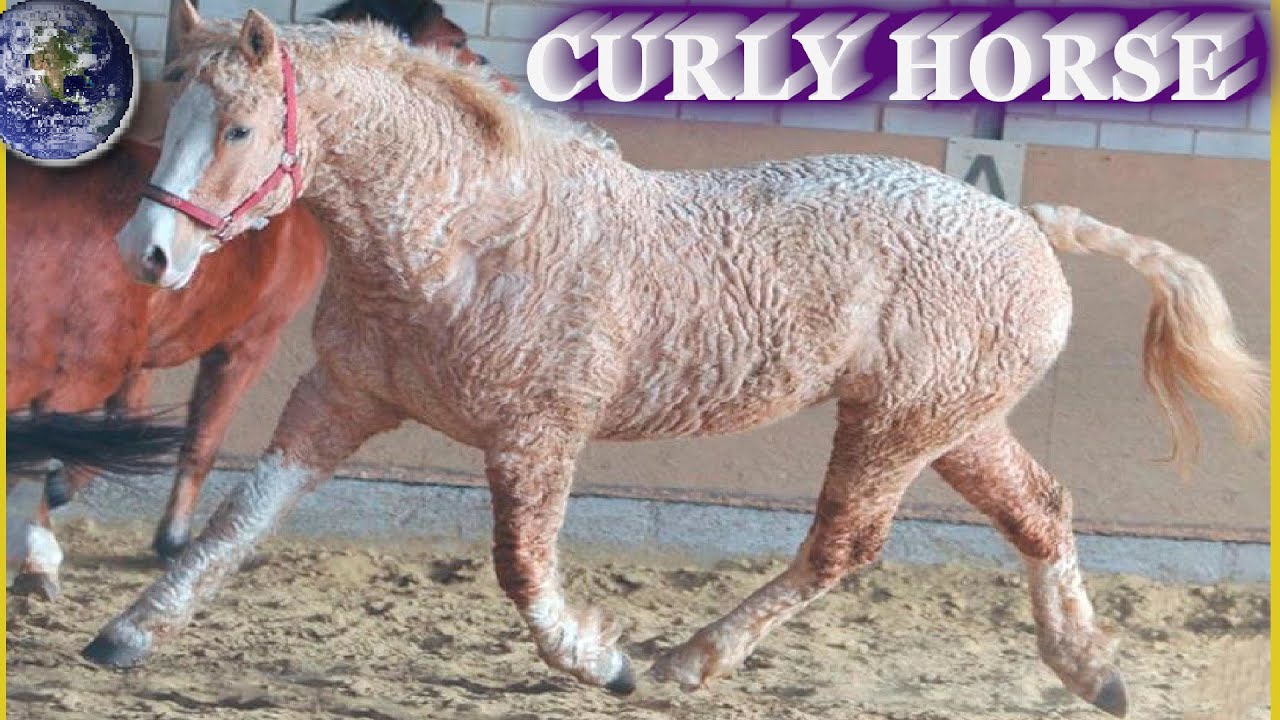 TOP Beautiful American Curly Horse in the World!