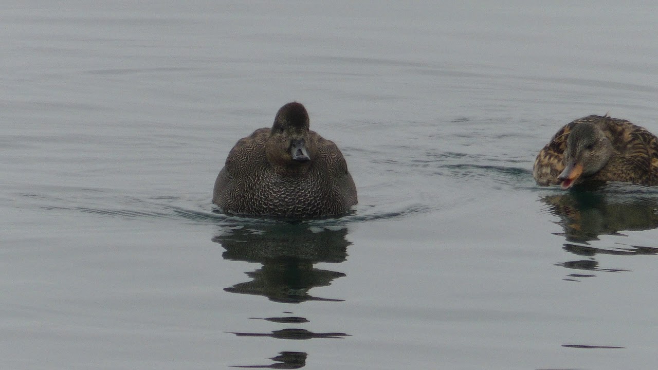 Canards chipeaux film